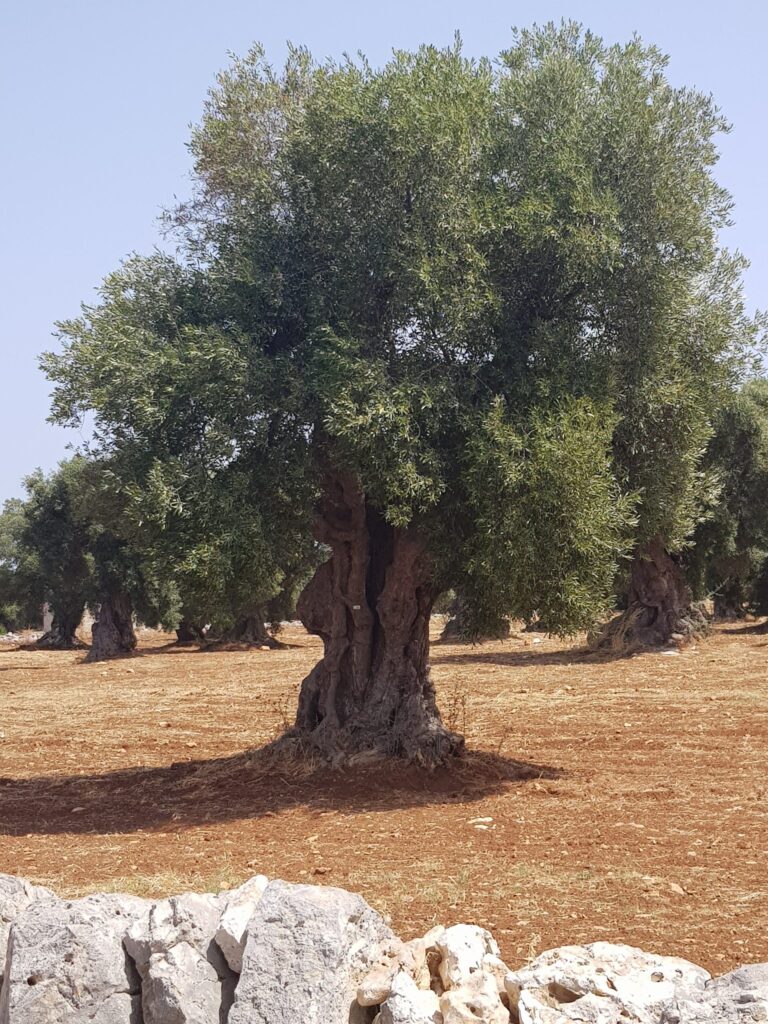 Albero Ulivo Scaled 1 768x1024