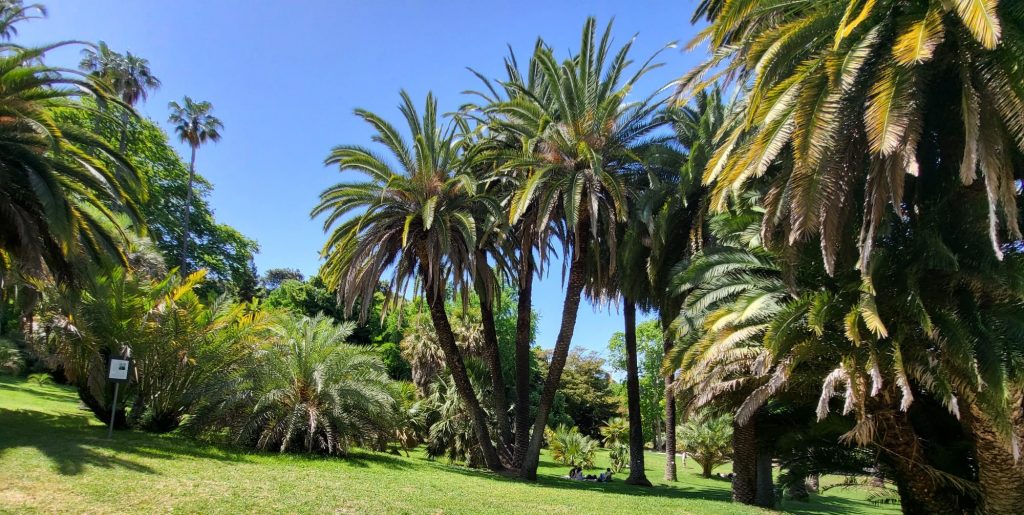 Orto botanico di Roma Palme 2 1024x515