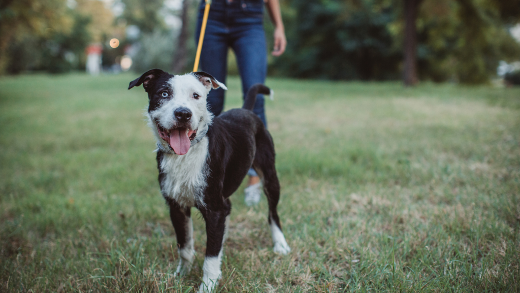 Viaggiare Gratis: Consigli per Esplorare il Mondo a Costo Zero o quasi - Pet sitter 