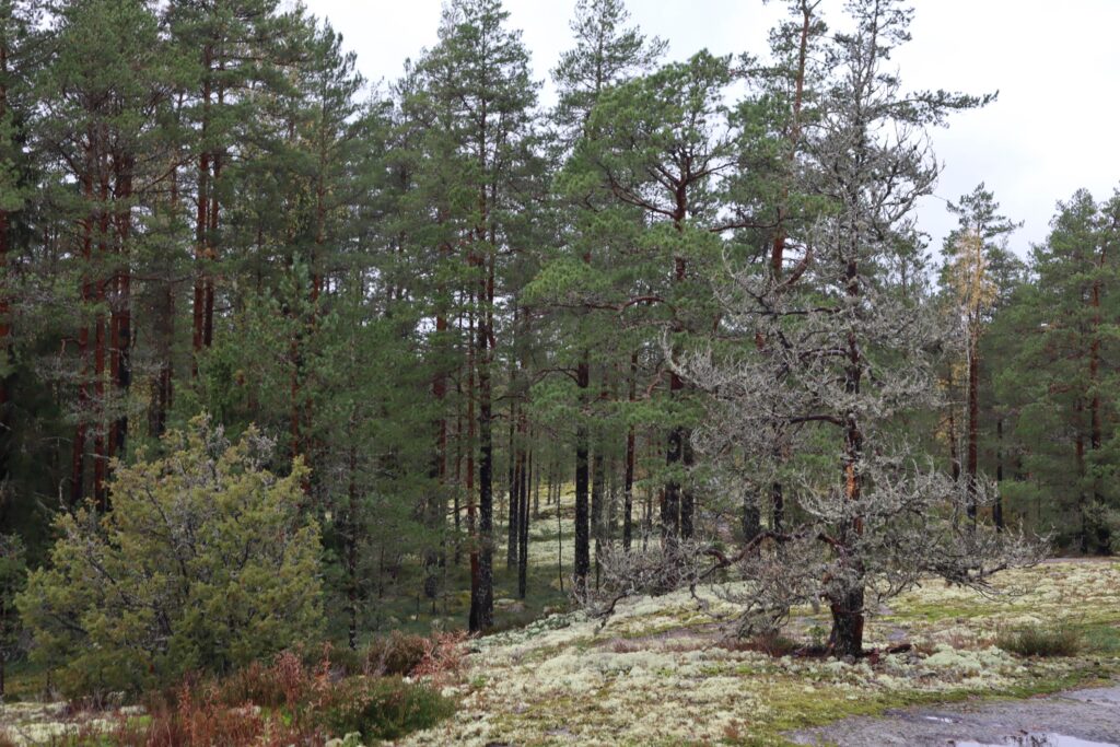 Rauma: Una Perla Storica sulla Costa Finlandese - Sammallahdenmäki 